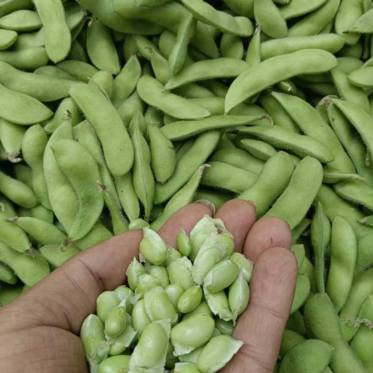 农家毛豆带壳豆子乡村土货新鲜豆