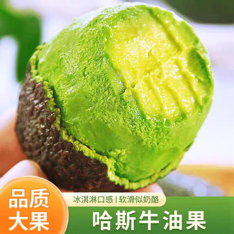 【哈斯牛油果】森林奶油云南哈斯新鲜采摘孕妇宝宝水果树上冰淇淋