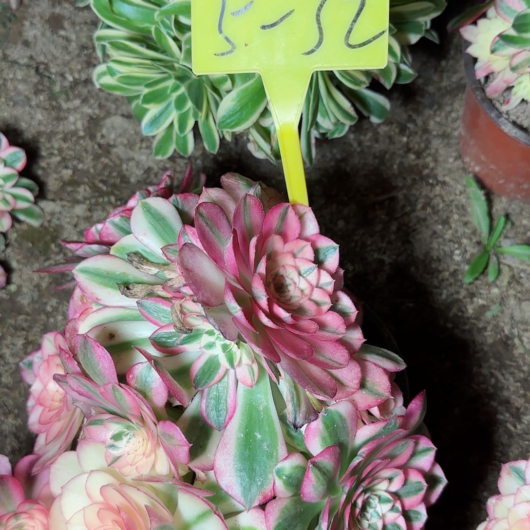 琪*5-32---多头多肉植物