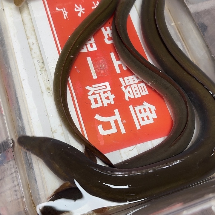 野生鳗鱼包活到家
