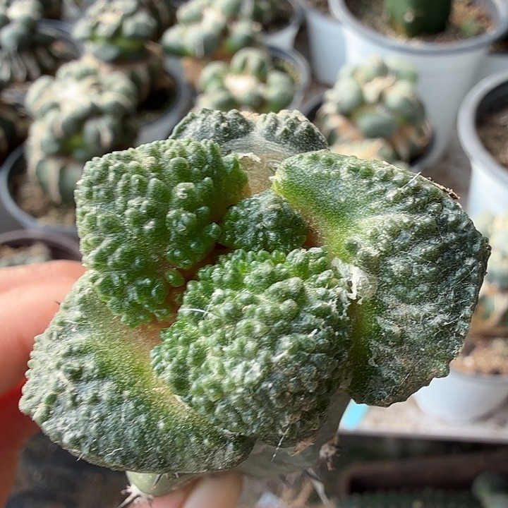 无花朵098荔枝尤哥斯拉