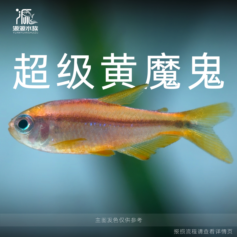 【小谢水族】超级黄魔鬼 小型热带观赏灯科鱼