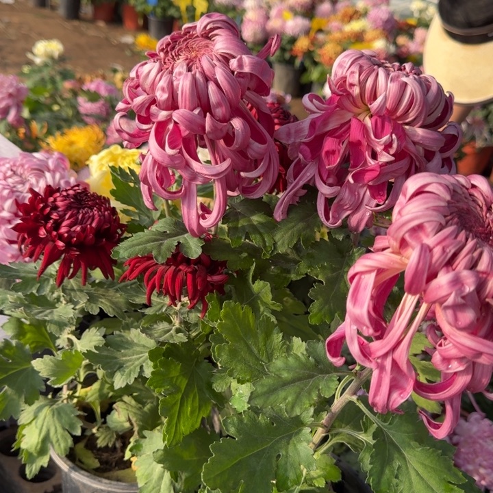 朝***间完全开放新品国华