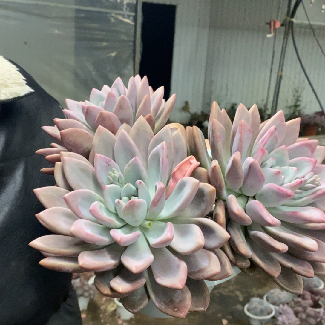 奥普琳娜三头起发，230杯