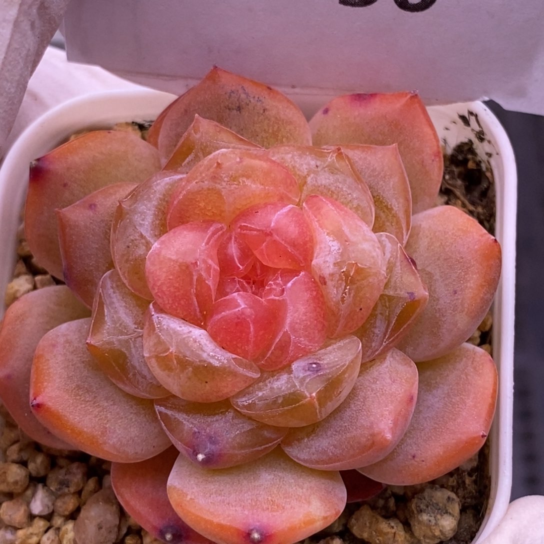 【闪购商品】11-50