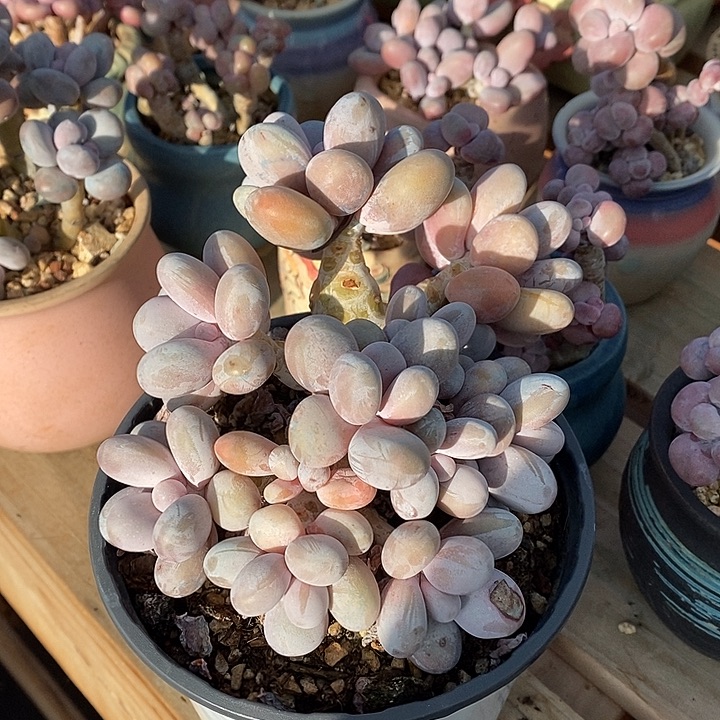 卢启龙绿萝哦哦哦哦哦哦哦