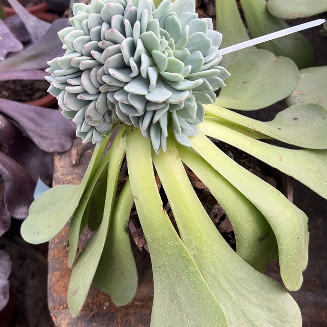可***能多肉植物实物直播实物79