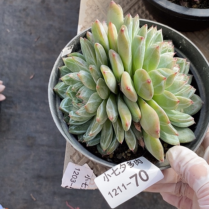 用***3小七夕多肉雪花珍妮70