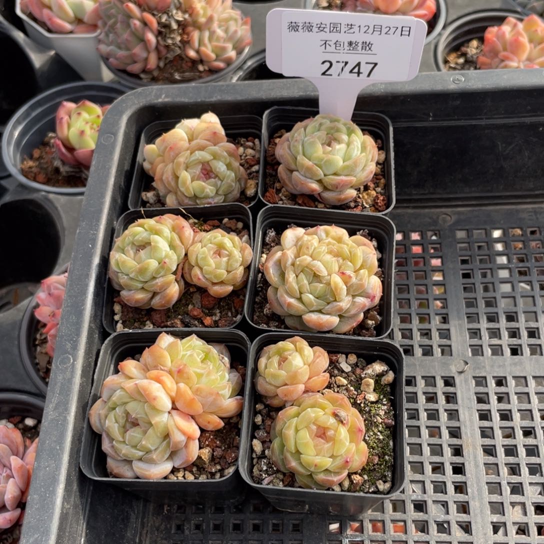 不包整散 盆子不售后2747