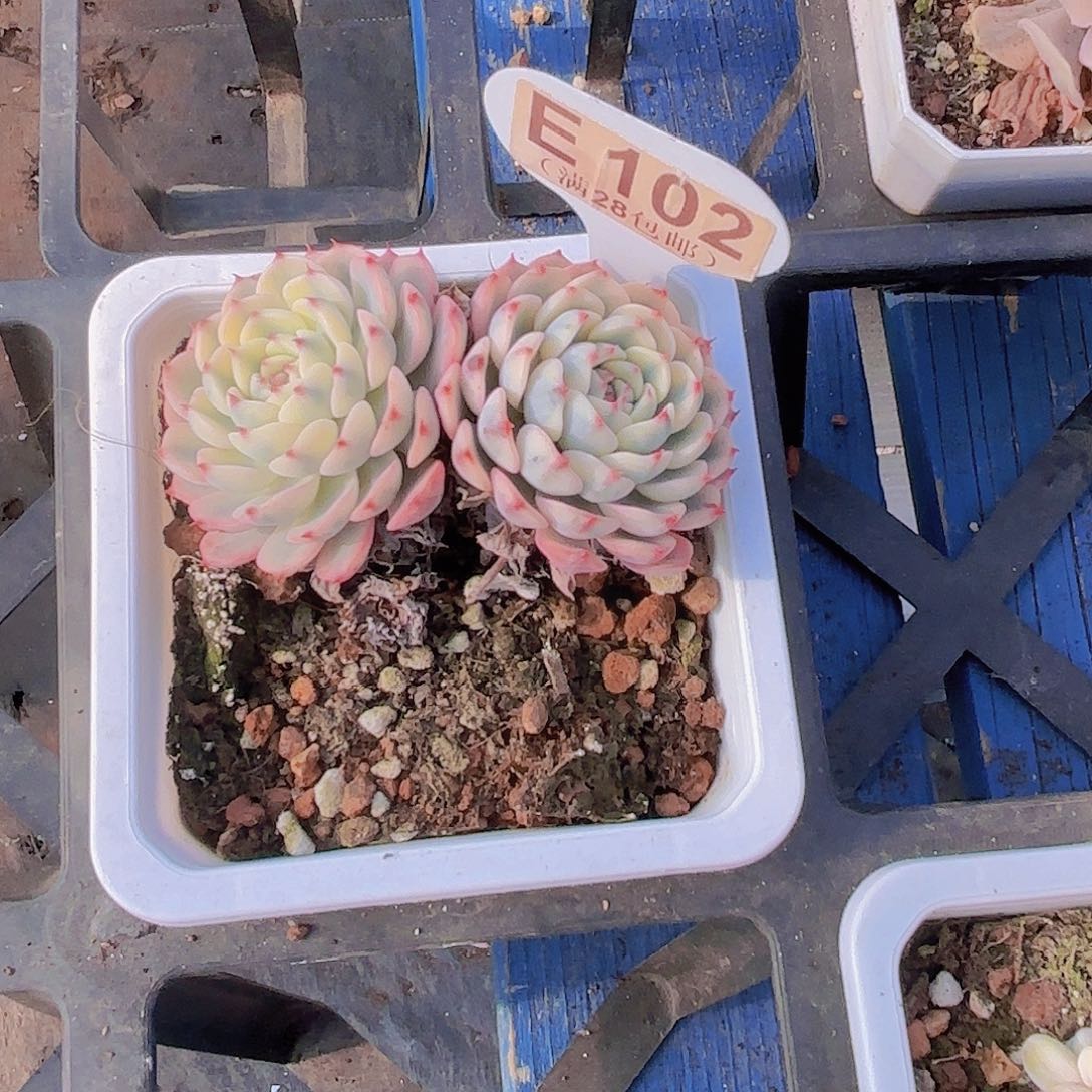 E102姬莲锦一物语拍