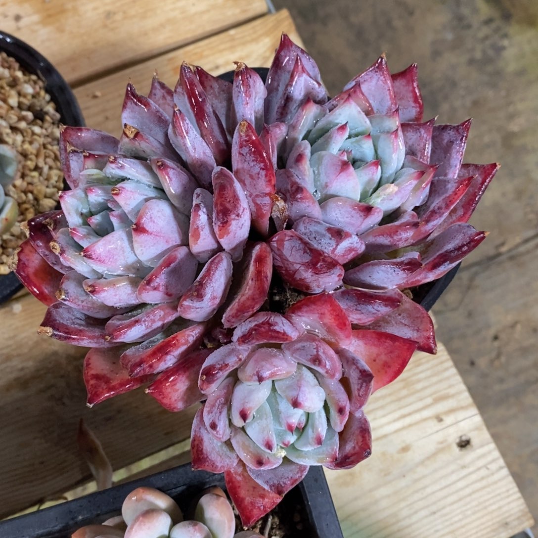 可问主播品种，下滑链接更多品种多肉选择