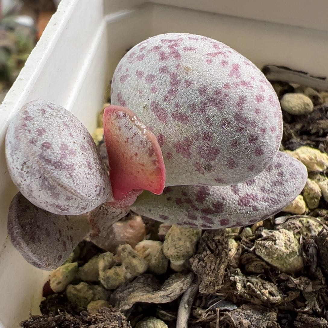 变量单头纯木质桩多肉植物