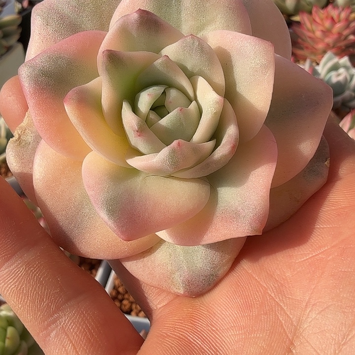 红锦可爱玫瑰锦多肉锦