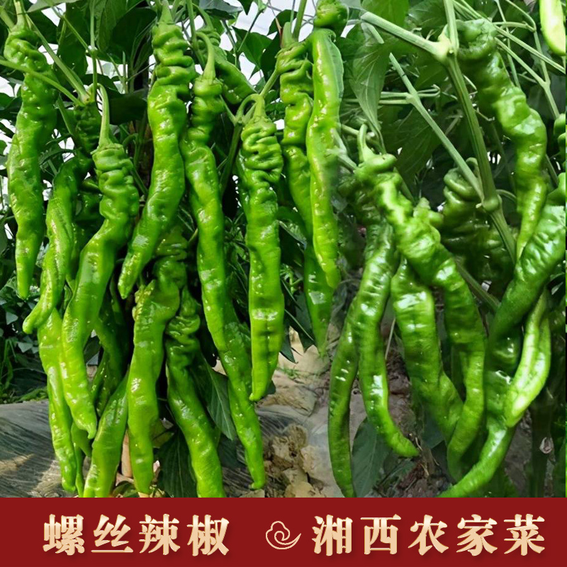 湘西农家螺丝椒辣椒新鲜蔬菜青辣椒皱皮椒擂钵青椒泡椒剁椒青陇椒