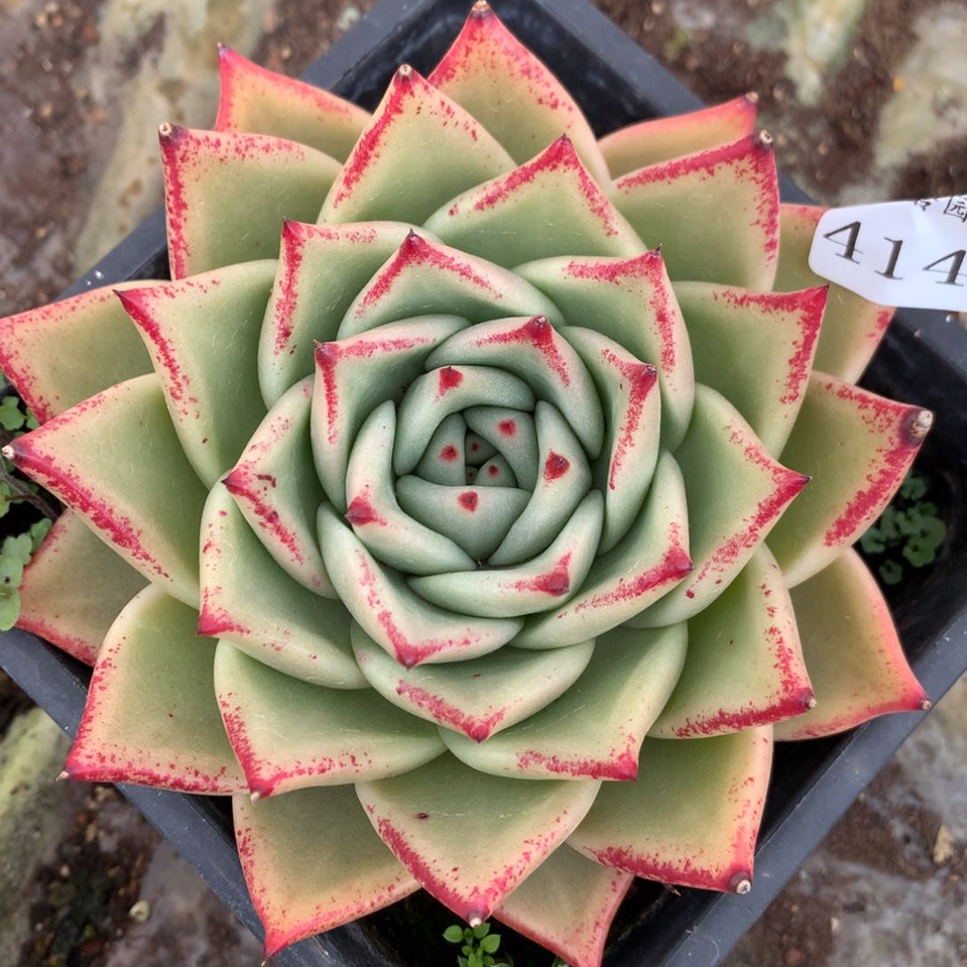 4144杂交多肉植物