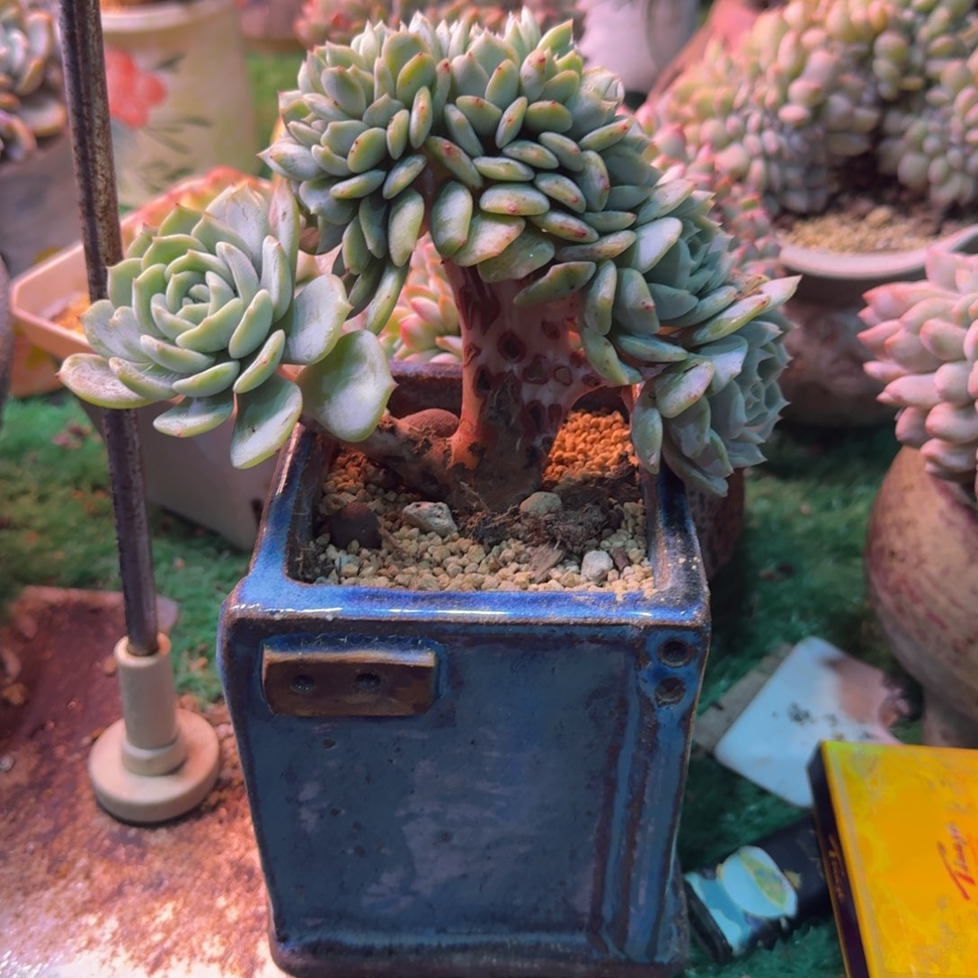 劳林朵树11头无砍