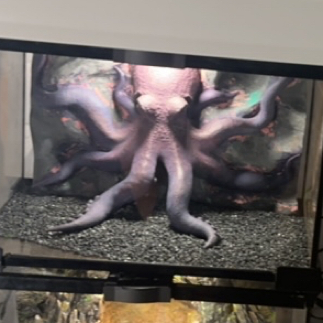 深海霸主章鱼生态景观造景爬宠缸装饰