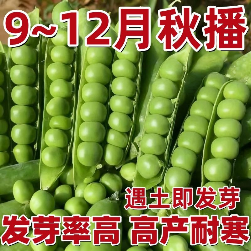 【全场满5包包邮】甜脆豌豆甜脆豌豆大荚甜豌豆耐寒蔬菜苗秧