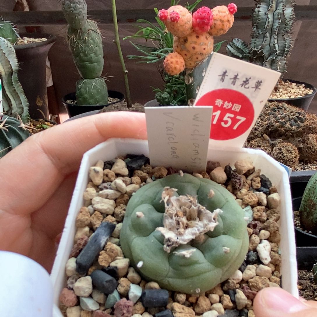 实生海鲜一颗4cm