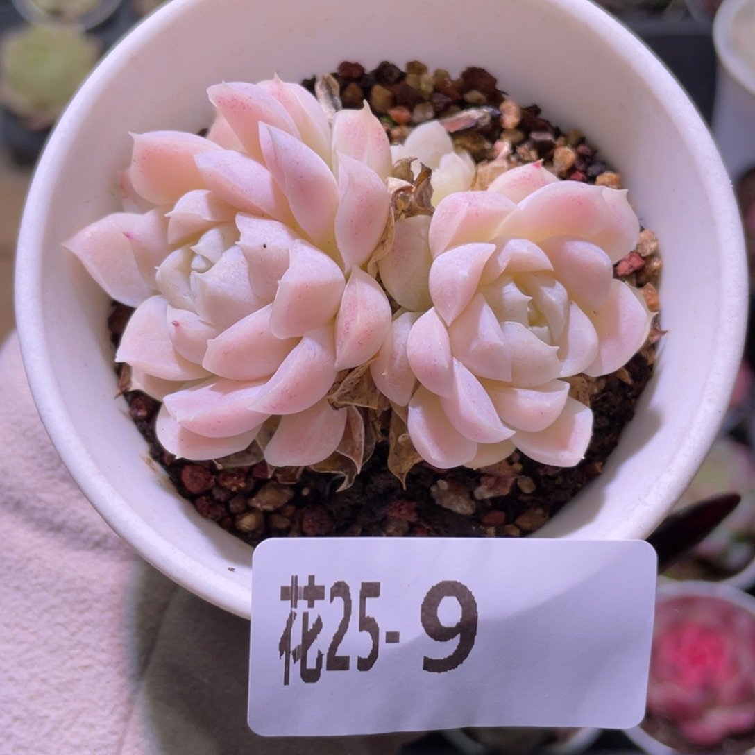 花利美25-9白月影