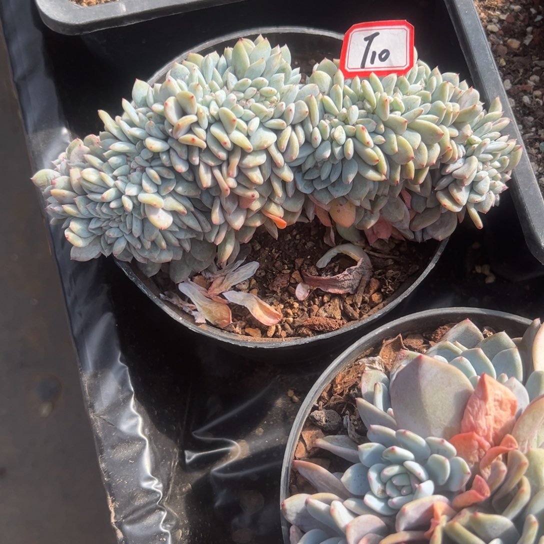 跳***虫精品多肉植物老桩