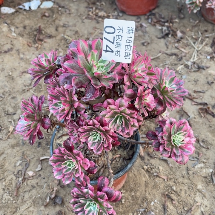 074铜壶白手捧1号