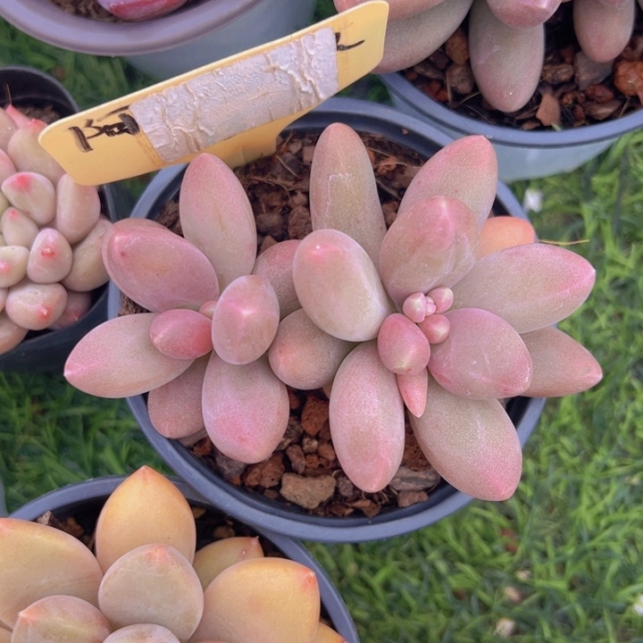 健健康康平平安安