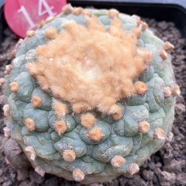 仙人球落地自根14