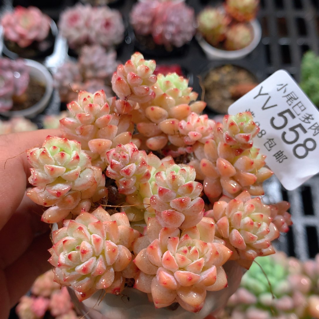 5CM拇指盆精控多肉YV558