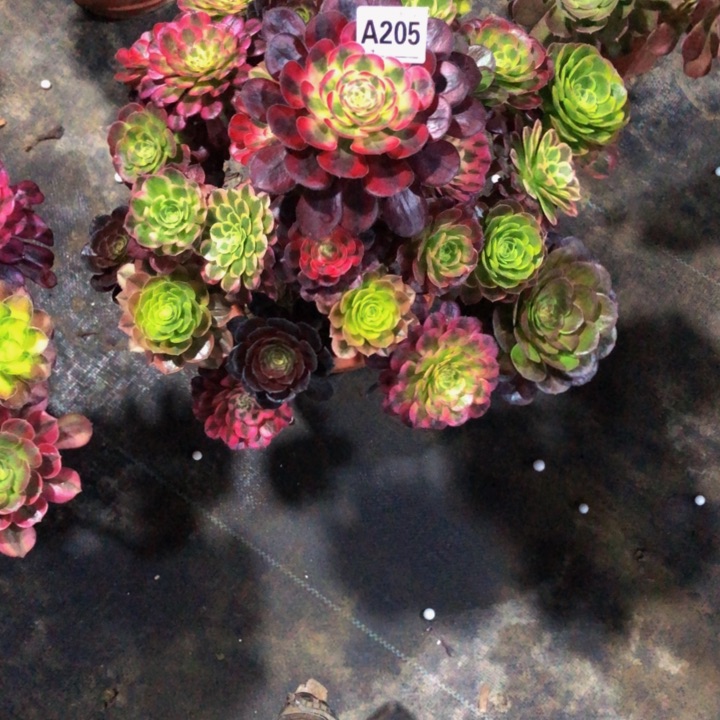 ～**～嫁接205.000000000