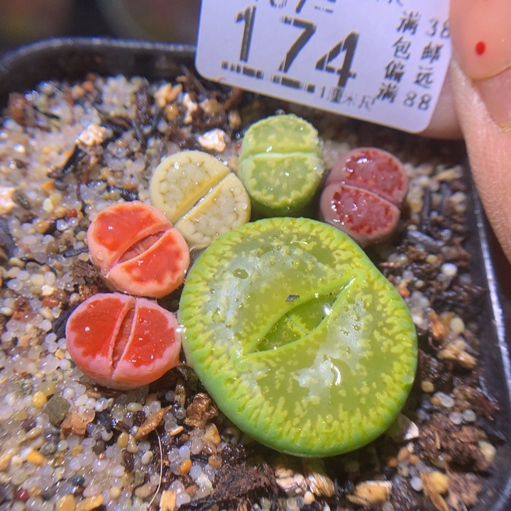 精品生石花37.174