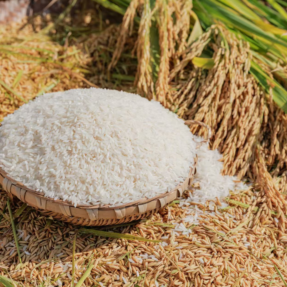 四川达州2025年高山农村新米软糯香甜