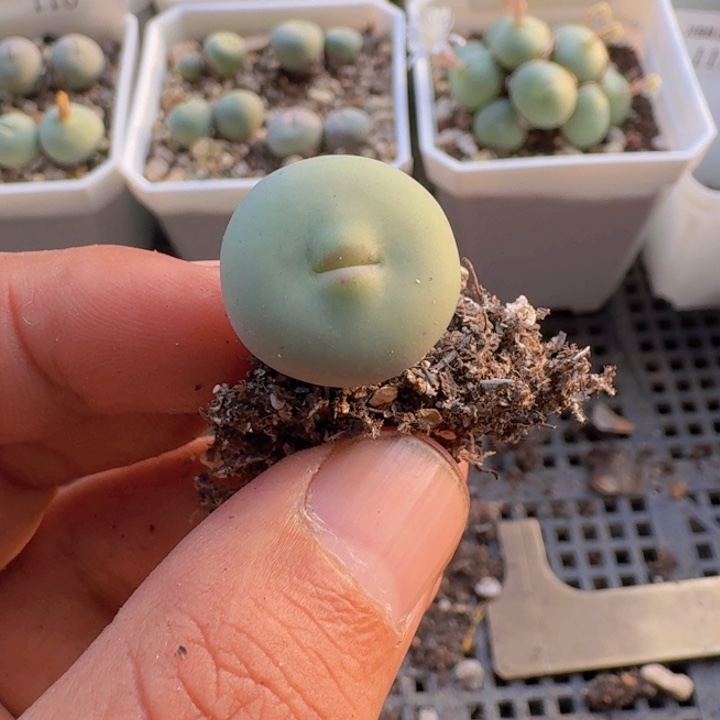 114 紫皮嘟嘟嘴。        