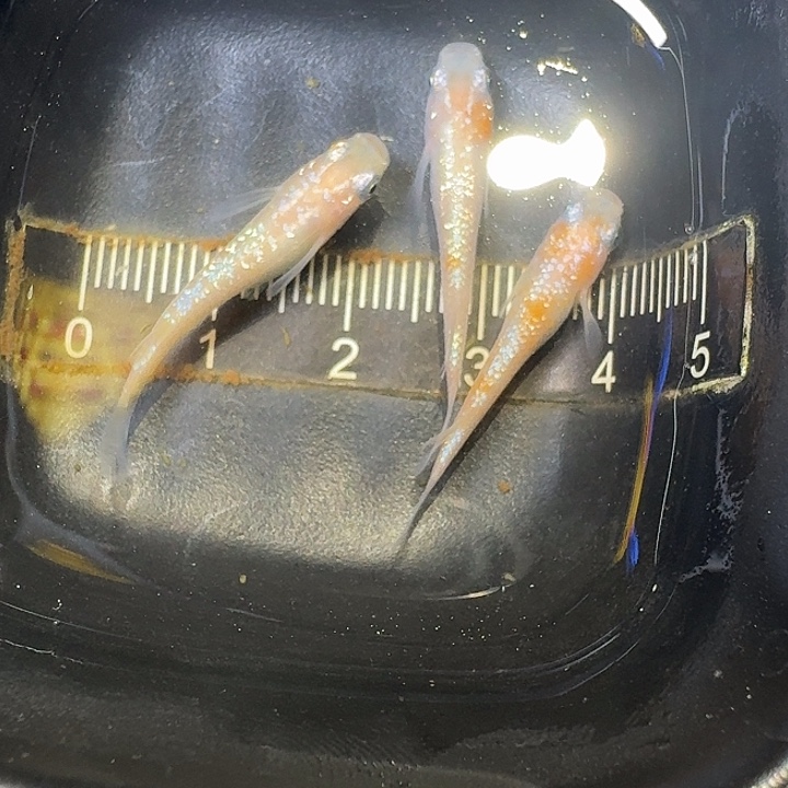 青鳉鱼19号拍品粉王华