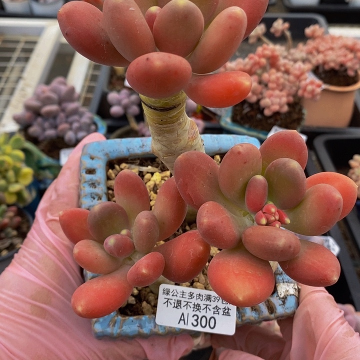 金蝉老桩300多肉植物