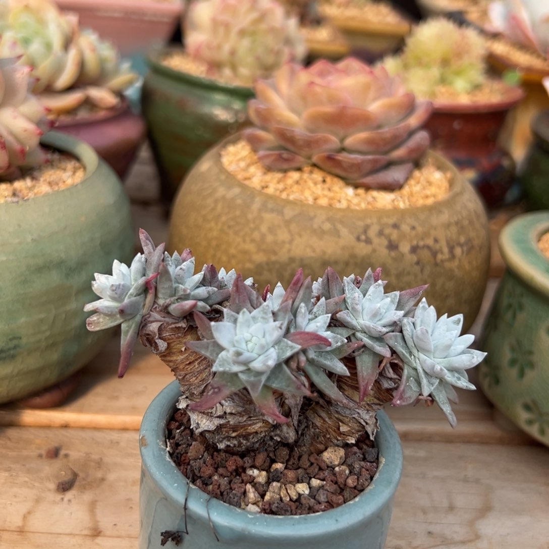 多肉植物一物一拍