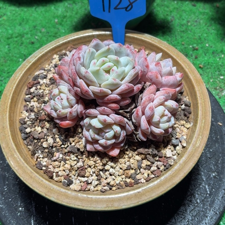 绝***！1128号手捧橙子好好好