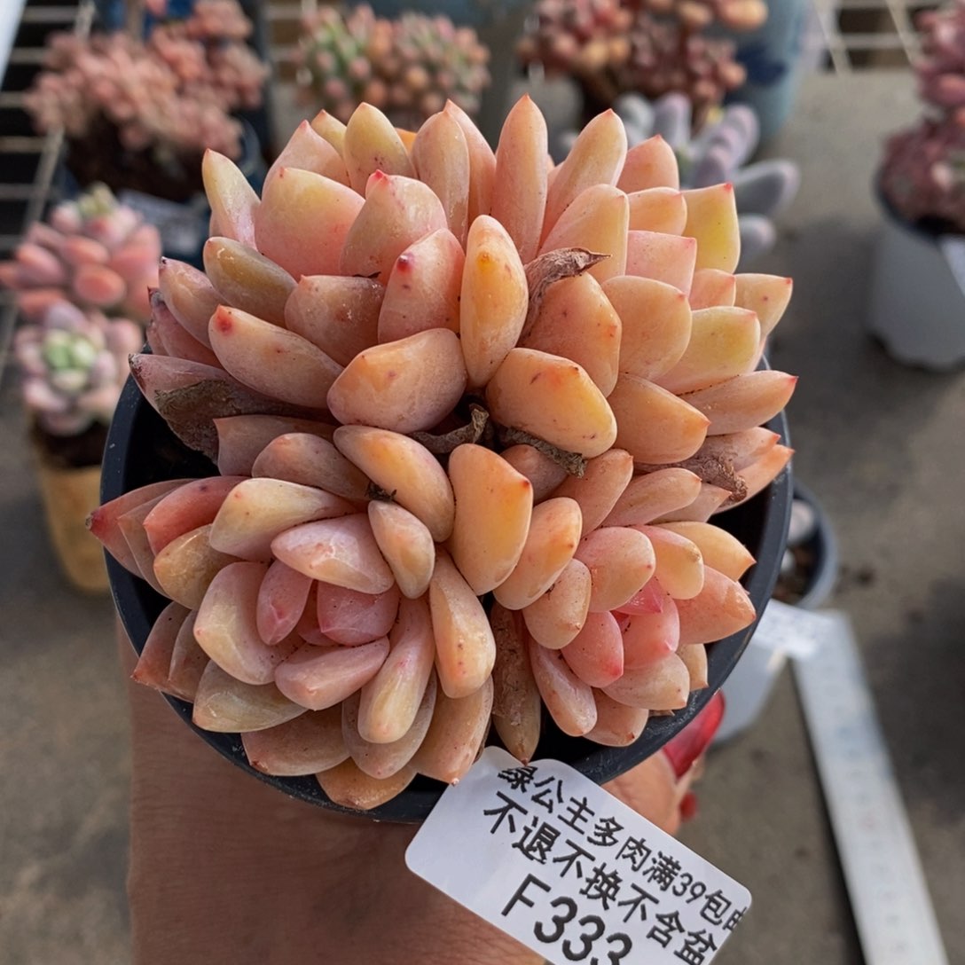 冰橙333/9c m多肉