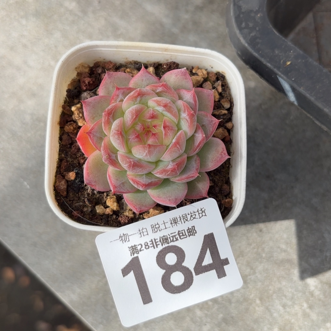 优选珍妮无盆土发货