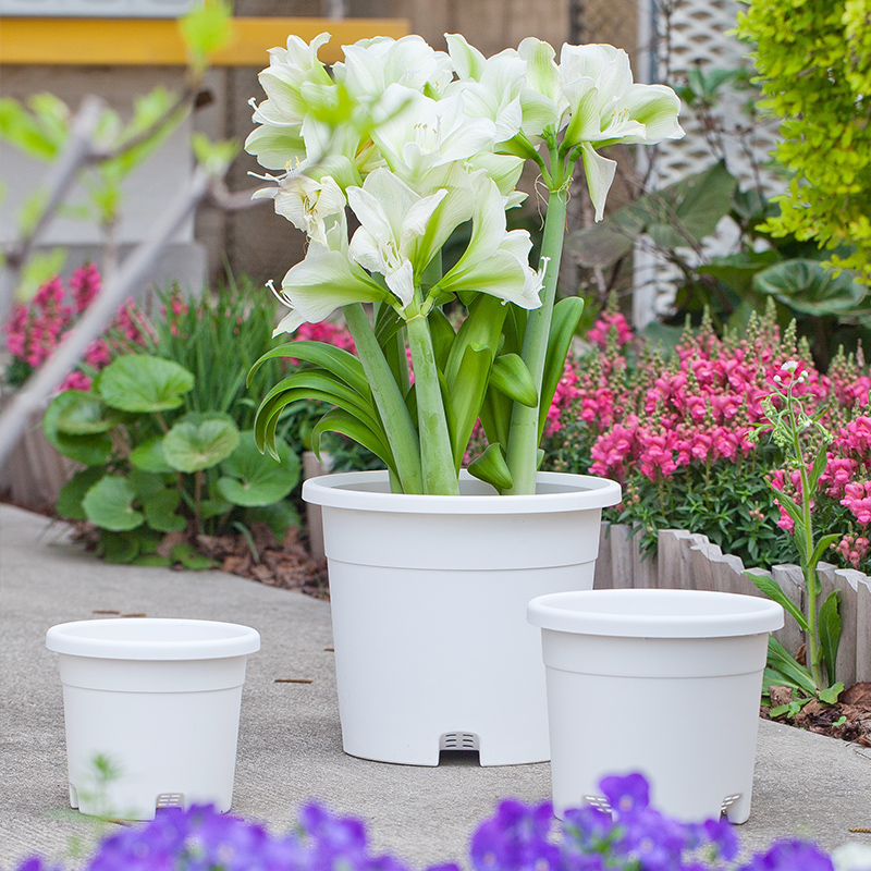 种球种植套装百合朱顶红花彩师球根营养土介质塑料花盆懒人虹越