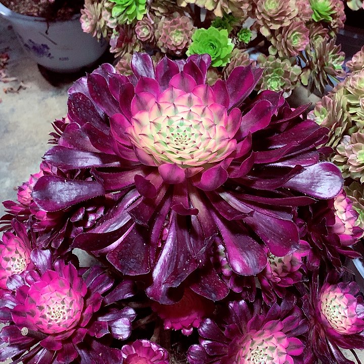 红超白，多肉植物