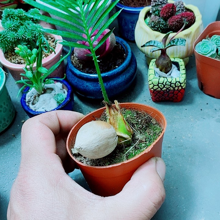 铁树宝宝多肉植物1111111111