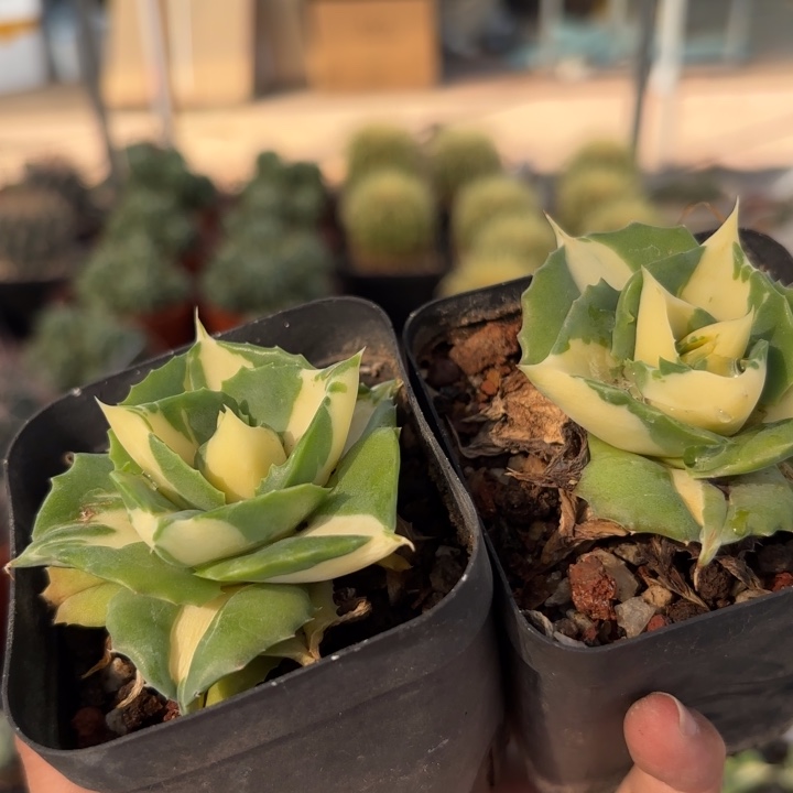 飞***精黄中斑好养皮实好活