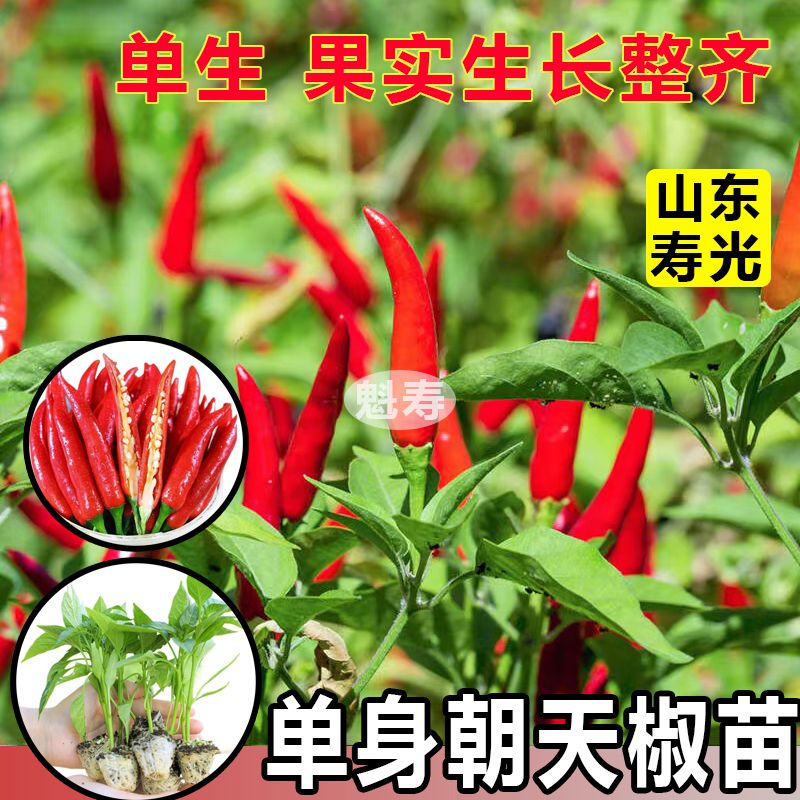 爆辣红小米辣苗秧玉脂白小米辣椒种子四季盆栽野山椒朝天椒辣椒苗
