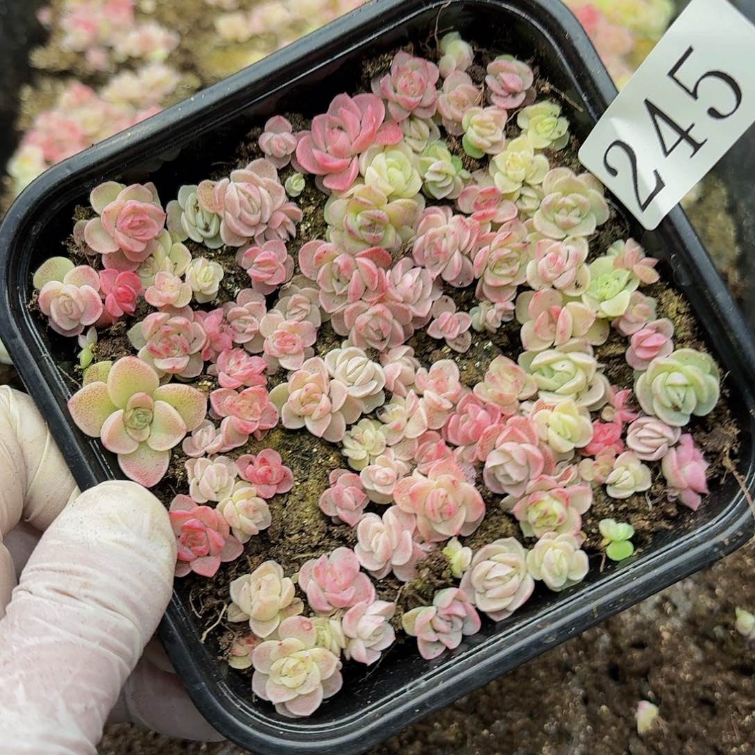 多肉植物多肉植物245