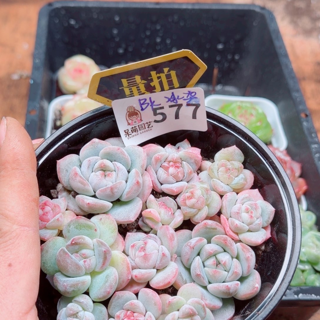 多肉植物多肉植物