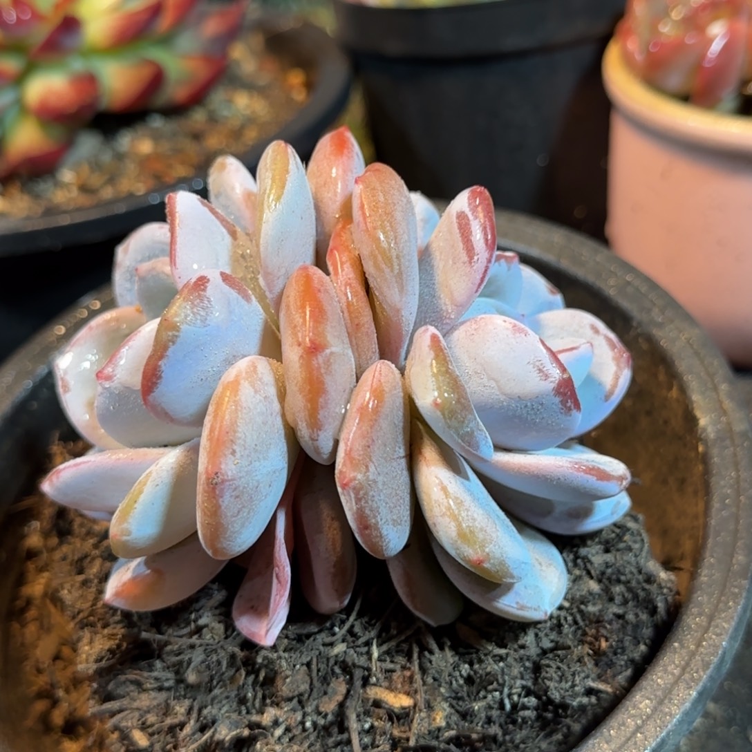 奶茶物一拍包装收缩花旱