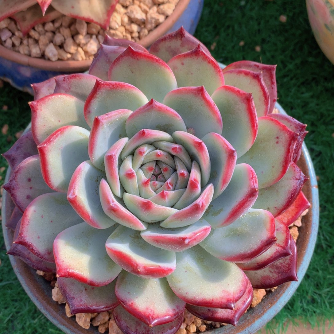 紫卡14 公分一物一拍