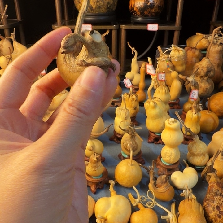 X***x厚皮葫芦等品种被列入