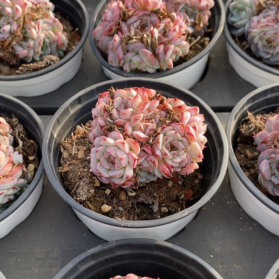 金汇园艺，天鹅绒